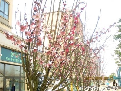 关于花花朵朵的格言