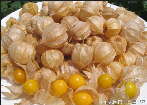 黄浆果