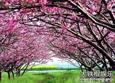 描写柳心的经典句子