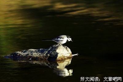 皓首穷经的名句_关于皓首穷经的名句