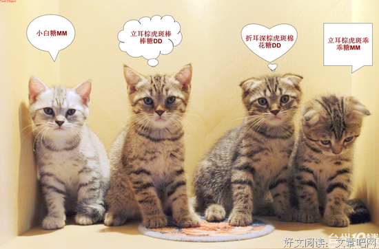 “我花在猫身上的钱，都买一车CPB都够了”
