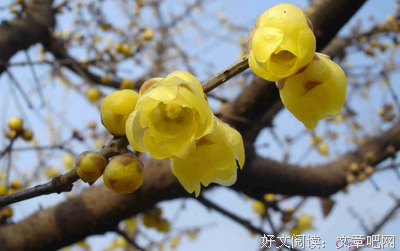 描写梅竹马的经典句子
