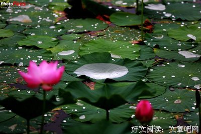 出污泥而不染的名句_关于出污泥而不染的名句