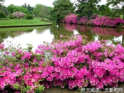 关于月季花的格言