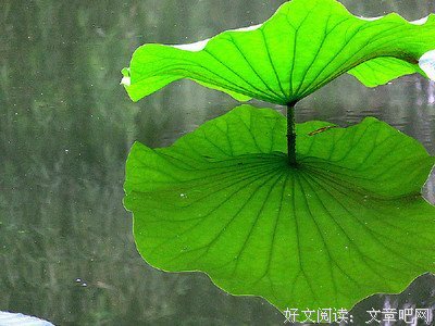 最新的《冷少的替身妻》经典语录