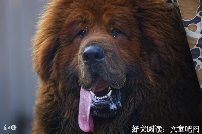 狗年就别再做一条傻狗了