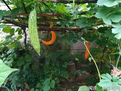 没有皇位要继承，也得拼尽全力生个儿子留个种？