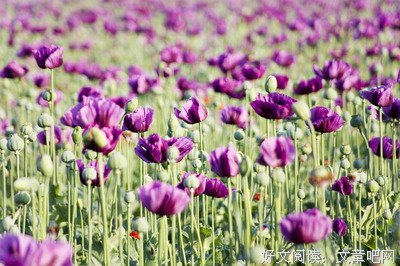 《异常生物见闻录》佳句摘抄