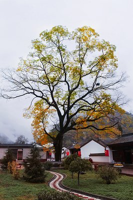 最全的《你若安好便是晴天》佳句摘抄