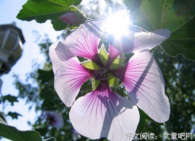 英台的句子