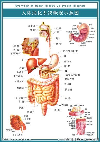 关于消化系统的格言
