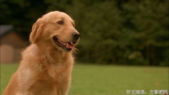 《飞狗巴迪》经典影评10篇