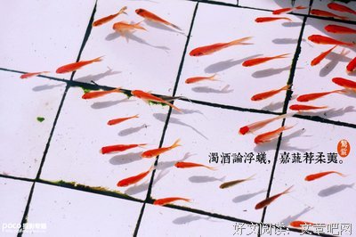 朗诵：惊蛰——给梦想一个春天