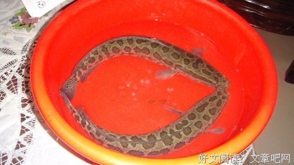 《你有明星范儿》读后感10篇