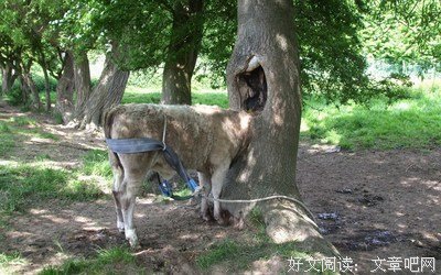 春季时尚周|动物婚戒专场，诚邀您参加