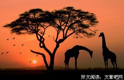《心灵鸡汤》语录摘抄