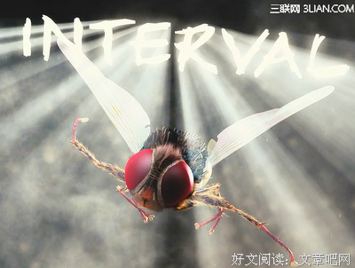 《功夫小蝇》经典观后感集