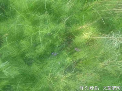 关于平淡的座右铭
