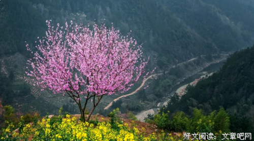 三月烟花，不如你我漫步天涯