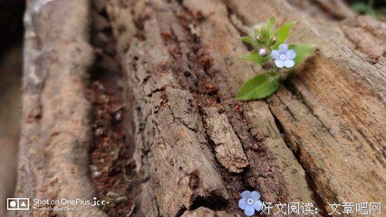 春风起处是春归