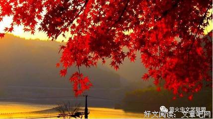 《满山红柿》影评10篇