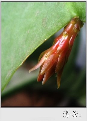 有关昙花一现的美文美句摘抄