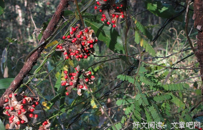 关于相思子的唯美语录