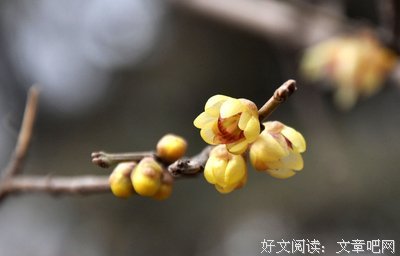 春日，食春。