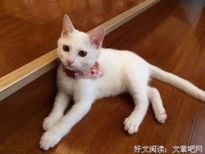 关于爱马的语句