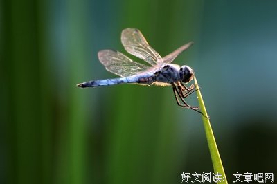 小荷格言警句