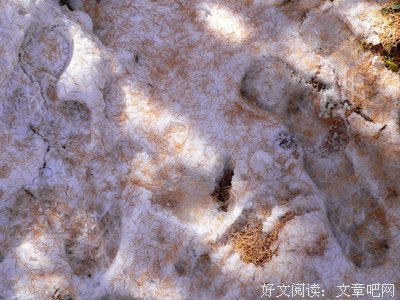 追随阳光