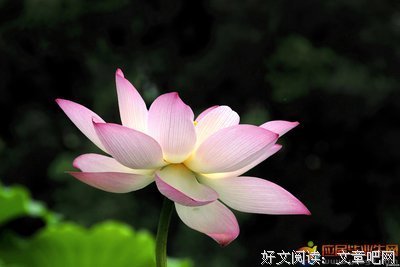 娇柔的句子