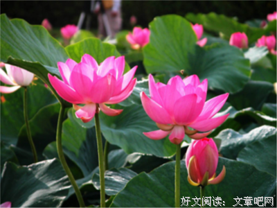 博古的句子