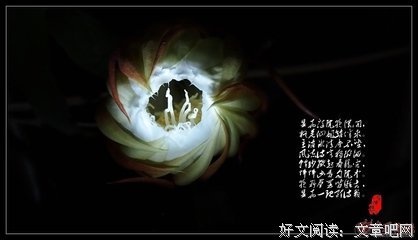 关于昙花一现的名句摘抄