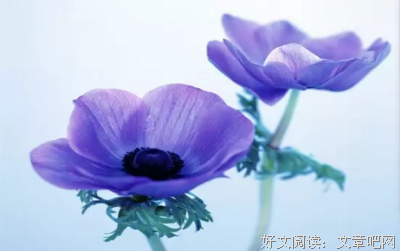 最经典的《九重恩怨》经典的句子大全