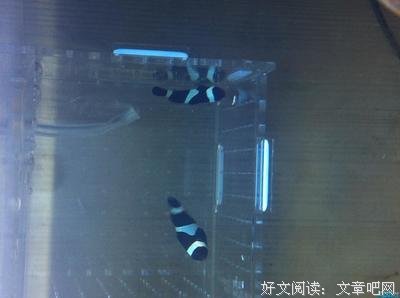 关于紧促的名言