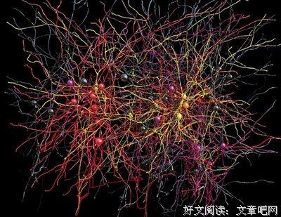 大脑皮层的名人名言