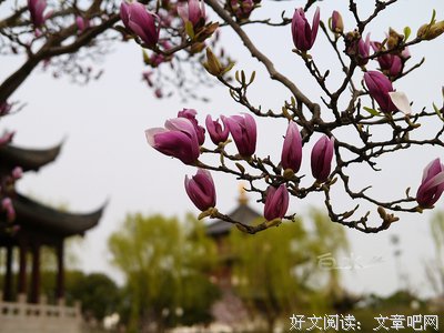 王玉：姣姣玉兰开