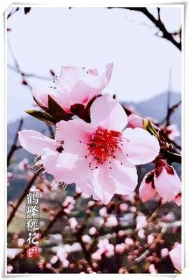 今日春分，不负春光