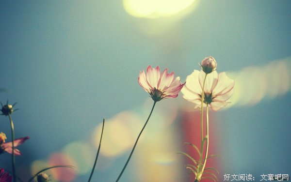 最新的《风会记得一朵花的香》经典句子大全