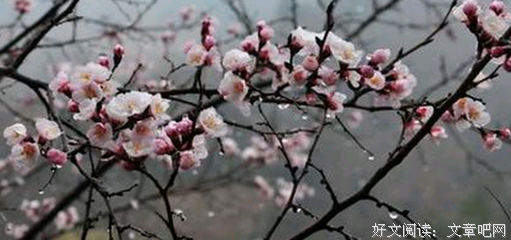杏花微雨，又一春
