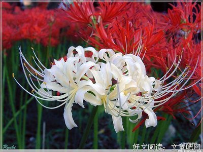 花花朵朵的句子
