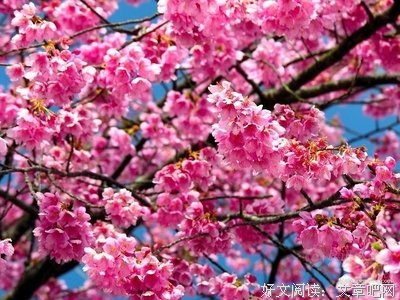 花樹有約。