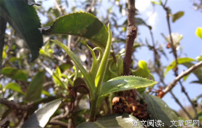 难怪春茶那么贵！原来营养这么高！