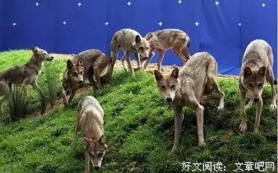 狮子逼狼去吃草，太经典了！