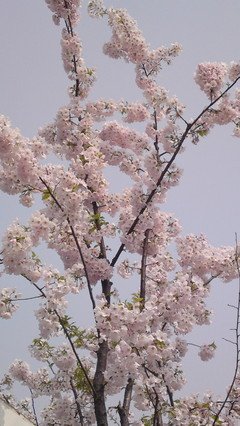 《樱花任务》的观后感10篇