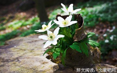 有关生龙活虎的美文美句摘抄