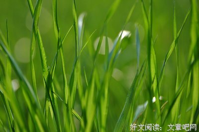 百花争艳的句子