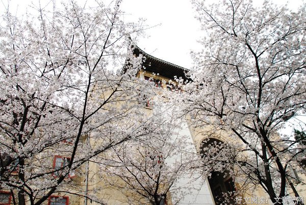 武大樱花惨遭疯狂摇晃、花毁树折，全国网友怒了：你没教养的样子