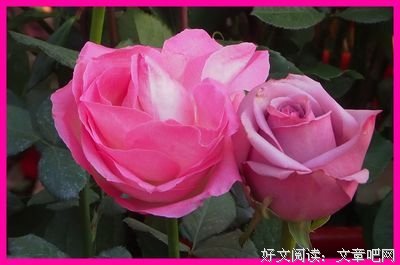 真爱必定温柔